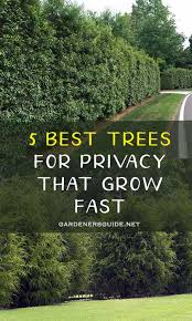 Or use a climbing plant such as a rose, clematis, or creeping fig. The Wax Myrtle Is The Best Option For Homeowners Who Have Small Yards Yet Want A Hedge As A F Best Trees For Privacy Privacy Landscaping Privacy Trees Backyard