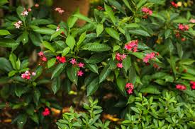 Image result for Jatropha erythropoda