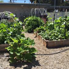 A backyard grower doesn't usually have the same expectations as a commercial grower. Welcome Hansen Agricultural Research And Extension Center