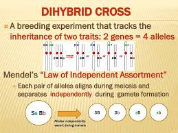Determine letters you will use to specify traits. Mendelian Genetics 12 8 2018 Dihybrid Cross Ppt Download