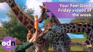 Feel good friday your power — our collective muse. Your Feel Good Friday Videos Of The Week 2 Youtube