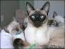 Siamese Breeders - Siamese Kittens for Sale