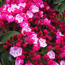 Image result for Loxogramme latifolia