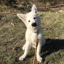 Breeding elite white swiss shepherd dogs, focusing on health, temperament, and working ability. Rose Valley White Shepherds Home Facebook