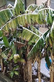Keep in mind, when a plant is hardy to a specific zone, it will usually perform well. How To Overwinter Banana Plants Gardener S Path