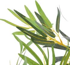 Le laurier sauce, également nommé laurier d'apollon ou laurier noble, fait partie de la famille des lauracées. Plante Artificielle En Pot Laurier Vert 40 Cm Tidyard Plante Artificielle Exterieur Interieur Cuisine Maison Ameublement Et Decoration Eng Bouldermicrofinance Org