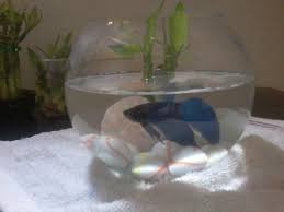 In this guide, you'll learn about the best plants for betta fish tanks. Aquaponics Fish Vase Aquaponic