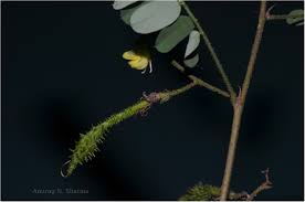 Image result for Aeschynomene abyssinica