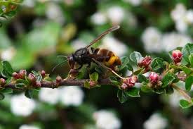 Check spelling or type a new query. Frelons Asiatiques Deja Plusieurs Dizaines De Nids Detruits En Ille Et Vilaine Le Journal De Vitre