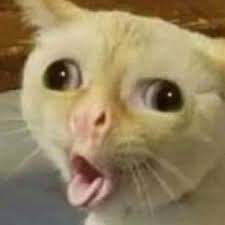 Pin By Honey Cheerios On Memes Cute Memes Funny Animal Memes Animal Memes