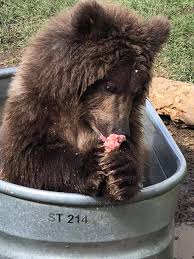 Check spelling or type a new query. Max Enjoying Some Snacks Montana Grizzly Encounter Facebook