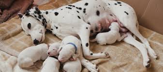 High Volume Dog Breeders List