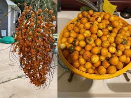 In addition to adding beauty and structure to landscapes, some palm trees bear edible fruits. Our Palm Trees Grow A Fruit Called Jelly Palm This Is One Bunches Yield From Our Tree Mildlyinteresting