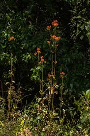 Image result for Kalanchoe crenata