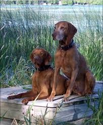 We did not find results for: Pine Creek Kennels Mn