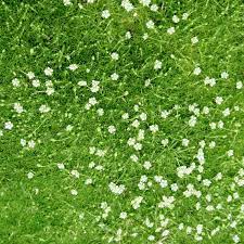 Irish Moss Seeds Irish Moss Ground Cover Seeds Sagina Etsy Ground Cover Seeds Ground Cover Plants Irish Moss Ground Cover