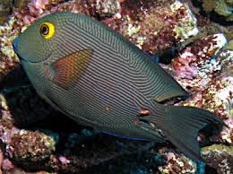 Image result for Oxyanthus strigosus