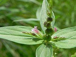 Image result for Spigelia anthelmia