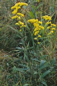 Image result for Solidago