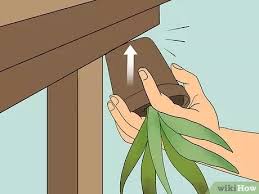 Maybe you would like to learn more about one of these? Comment Raviver Un Pied D Aloe Vera Mourant In 2021 Aloe Vera Plant Aloe Vera Plant Indoor Aloe Plant