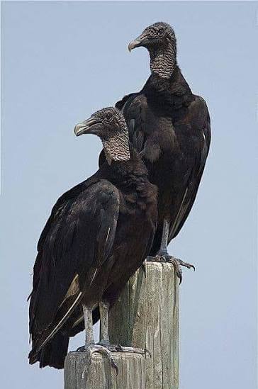 zopilote común o buitre negro americano (Coragyps atratus).