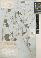 Image result for Commicarpus pilosus