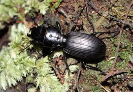 Image result for Crepidorhopalon schweinfurthii