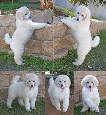 Black And White Standard Poodle Puppies For Sale Standard Poodle Puppies For Sale Available To Ship Worldwide Poodle Puppies For Sale Poodle Puppy Poodle Puppy Standard
