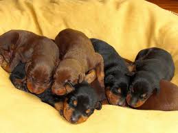 He is also a loyal and adventurous companion. Buy Sell Adopt Doberman Puppies In India