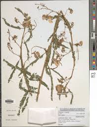 Image result for Aeschynomene cristata