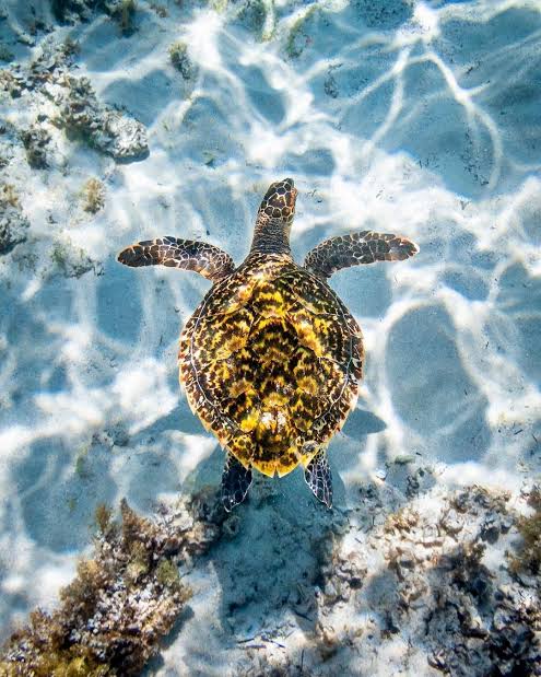 Today is #worldturtleday! 🐢🐢🐢 This gorgeous Hawksbill sea turtle  captured by @russell.chris_ likes to hang out at the Sanctuary Zone at  Ned's Beach, where you can immerse yourself in the underwater p