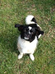 Black And White Rat Terrier Chihuahua Mix Rat Terrier And Pekingese Mix So Cute