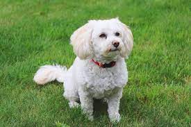 What To Expect With A Poochon Bichon Poodle Mix In Your Life Animalso