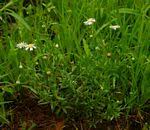 Image result for Felicia clavipilosa