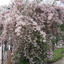 Image result for Kolkwitzia