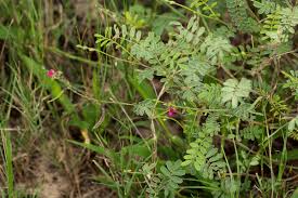 Image result for Tephrosia purpurea