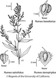 Image result for Rumex