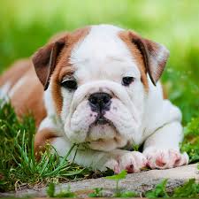 Despite what its name may imply, the french bulldog was developed in england. 1 Bulldog Puppies For Sale In Atlanta Ga Uptown