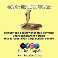 Pin Oleh Nurul Akmal Di Tips And Advice Pengetahuan Bepergian Ular