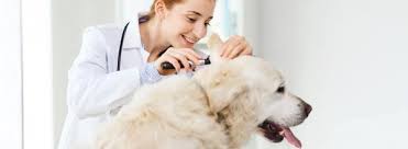 .located in effingham, il, is a medical facility for animals that offers comprehensive animal medical care services for pets including dogs, cats, and other household pets. Wellness Services Animal Health Vaccinations Newton Il Robinson Il