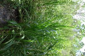 Image result for Cenchrus purpureus