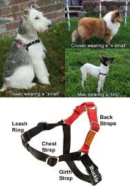 Wonder Walker Body Halter The Positive Management Solution For Walking Your Dog If He She Pulls Dog Training Classes Dog Harness Dog Walker