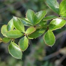 Image result for Berberis verruculosa