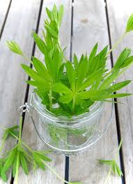 Rezepte Aus Dem Garten Waldmeister Sirup Waldmeister Waldmeister Sirup Rezept Und Waldmeister Getrank