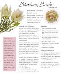Love Serruria Here S A Little History Buying Information Care Instructions And Some Interesting Facts And Myths About This Blush Bride Florida Flowers Bride