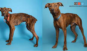 Emaciated Dog Ready For Adoption After Recovery At Arizona Humane Society