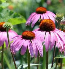 Noted for its large, sweetly fragrant coneflowers, echinacea 'sunrise' is the stunning result of a cross between echinacea purpurea and echinacea paradoxa, pairing the. Purple Coneflowers Echinacea West Coast Seeds