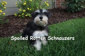 Black And Silver Mini Schnauzer Puppies Phantom Black And Silver Teacup Toy Mini Schnauzer Photo Taken By Spoiled Rotten Schnauzers Schnauzer Puppy Miniature Schnauzer Puppies Teacup Schnauzer
