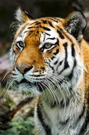 a beautiful and strong tiger cute tiger cuteanimals theworldisgreat animais selvagens imagens de animais animais