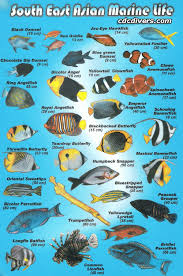 12 True To Life Reef Fish Identification Chart